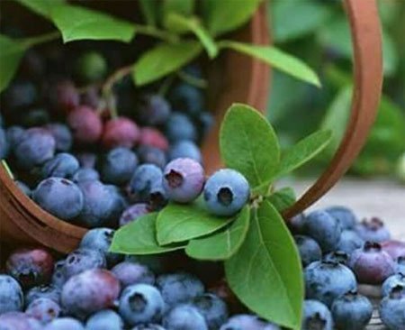 Açai Üzümü