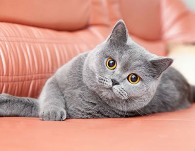 british-shorthair-irki-kedi-özellikleri