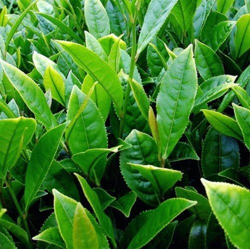 3 Günlük Detoks ile Hafifleyin 3 3 Günlük Detoks ile Hafifleyin 2