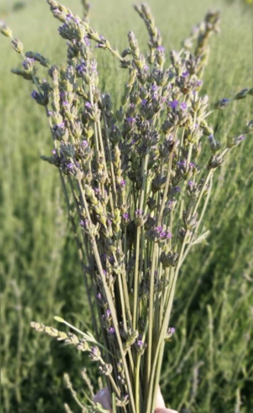 Lavanta Çayının Faydaları ve Lavanta Çayı Tarifi 3