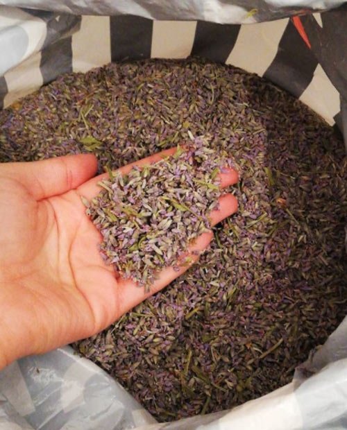 Lavanta Çayının Faydaları ve Lavanta Çayı Tarifi 2