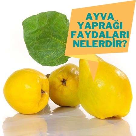 Ayva Yaprağının Faydaları Nelerdir? 1
