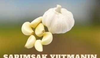 Sarımsak yutmanın sağlığa faydaları!