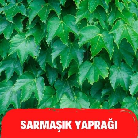 En Keskin Balgam Söktürücüler Nelerdir? 3 En Keskin Balgam Söktürücüler Nelerdir? 2