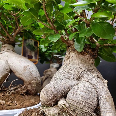 Ginseng