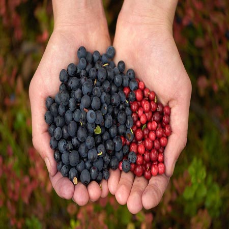 Kekreyemiş Nedir? Faydaları Nelerdir? 1
