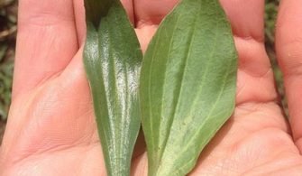 sinirotu1