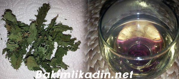 Yeşil Çayın Faydaları -Yeşil Çay Nedir ? Yeşil Çay Nasıl Yapılır ? 2