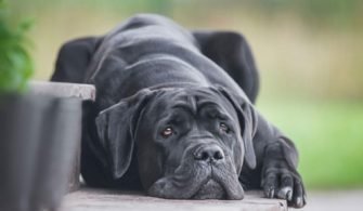 cane-corso