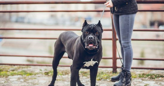 Cane Corso Özellikleri Ve Bakımı 4