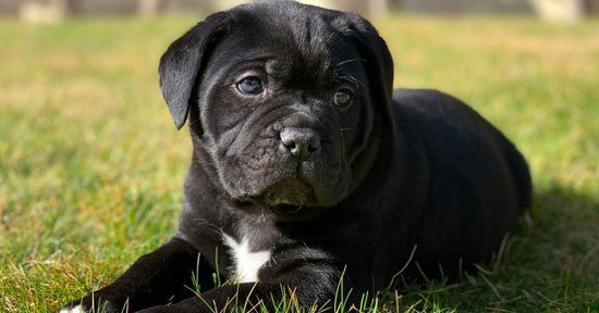 Cane Corso Özellikleri Ve Bakımı 5