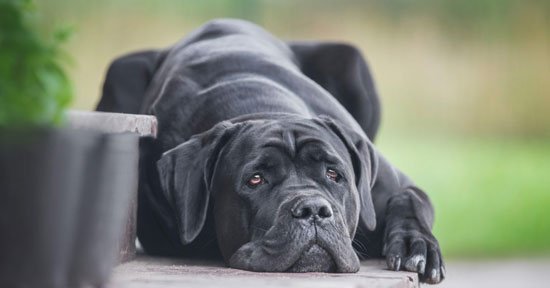Cane Corso Özellikleri Ve Bakımı 2
