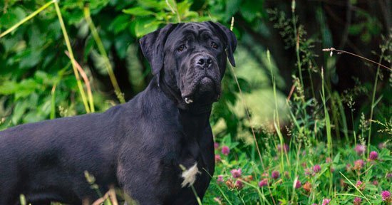 Cane Corso Özellikleri Ve Bakımı 1